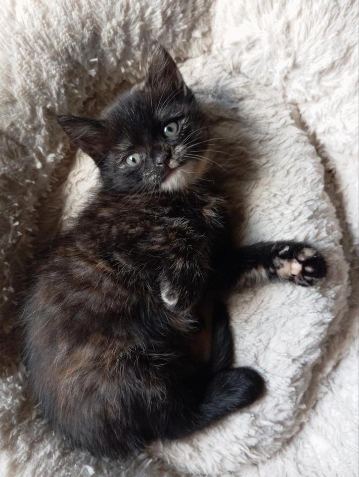 Kitten vrouwtje, Dieren en Toebehoren, Katten en Kittens | Overige Katten, Meerdere dieren