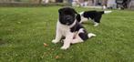 Amerikaanse akita puppy's, Dieren en Toebehoren, België, Particulier, Rabiës (hondsdolheid), Overige rassen