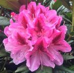 Forse Cosmopolitan Rhodondendron struiken, Ophalen of Verzenden, Rhododendron, Struik, Minder dan 100 cm