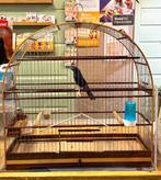 Te Koop Braziliaanse Blauwe Bisschop 2022, Mannelijk, Wildzangvogel, Geringd