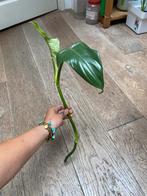 Philodendron bipennifolium kopstek XL, Ophalen of Verzenden, Overige soorten, Minder dan 100 cm