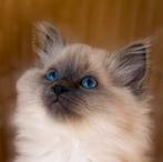 Lieve, sociale ragdoll kittens zoeken een liefdevol huis, Dieren en Toebehoren, Katten en Kittens | Raskatten | Langhaar, Meerdere dieren