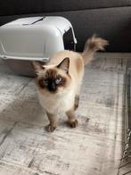 Vrouw ragdoll compleet met alles, Dieren en Toebehoren, Poes