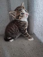 Kitten katertje, Kater, Ontwormd