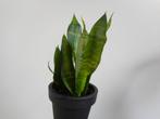 Sanseveria S. Tifaciata Robusta bonte blad soort, Ophalen of Verzenden, In pot, Halfschaduw, Minder dan 100 cm
