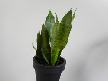 Sanseveria S. Tifaciata Robusta bonte blad soort  beschikbaar voor biedingen