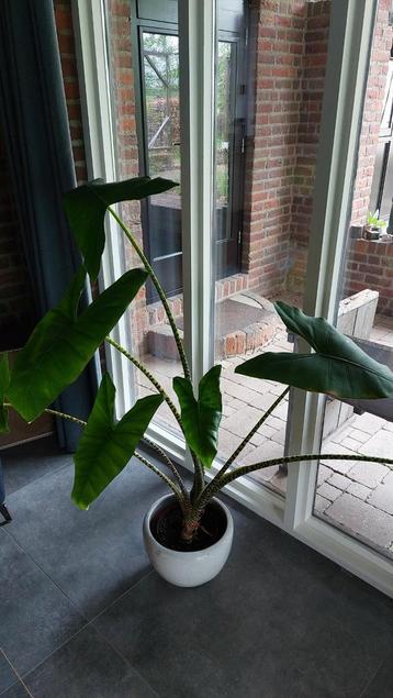 Alocasia Zebrina h=1,50 m - Olifantsoor beschikbaar voor biedingen