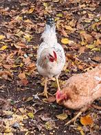 Mooie jonge haan., Dieren en Toebehoren, Pluimvee, Mannelijk, Kip