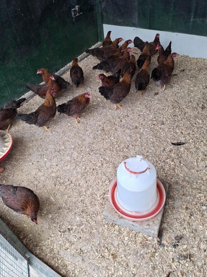 Welsumer kriel hennen, Dieren en Toebehoren, Pluimvee, Kip, Vrouwelijk