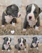American Bully XL pups met ABKC stamboom, Overige rassen, CDV (hondenziekte), 8 tot 15 weken, Meerdere