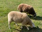 Jonge (dek) rammen, Mannelijk, Schaap