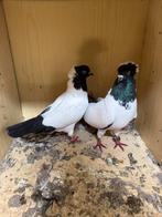 Te koop, Dieren en Toebehoren, Vogels | Duiven, Meerdere dieren