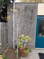 Vijgenboom 200 cm hoog, Tuin en Terras, Overige soorten, 100 tot 250 cm, Zomer, Ophalen