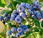 Partij Blauwe bessen 100 planten p9 keuze uit 10 rassen, Ophalen of Verzenden, Minder dan 100 cm, Overige soorten, Zomer