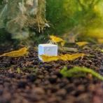 Caridina Yellow king kong | osmosewater garnaal, Kreeft, Krab of Garnaal, Zoetwatervis, Schoolvis