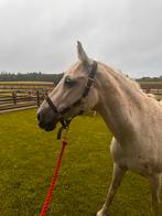 Verzorgster gezocht pony – 2 à 3 dagen per week - Oud-zuilen, Dieren en Toebehoren, Stalling en Weidegang, 1 paard of pony