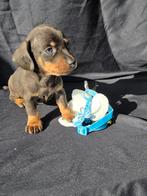 Kaninchen/dwerg teckel, Dieren en Toebehoren, Honden | Teckels en Dashonden, Kaninchen, CDV (hondenziekte), 8 tot 15 weken, Korthaar