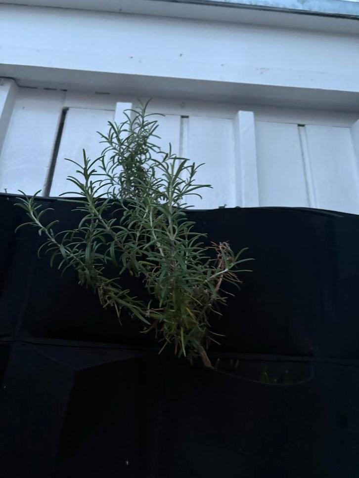 Rozemarijn Plant - Verse Kruidenplant, Tuin en Terras, Planten | Tuinplanten, Vaste plant, Kruiden, Volle zon, Bloeit niet, Ophalen of Verzenden