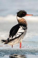 Siereenden - Middelste zaagbekken (Red-breasted Merganser), Dieren en Toebehoren, Mannelijk, Eend