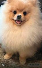 Mini pomeriaan teefje 10 centimeter hoog tekoop in belgie, Parvo, België, Particulier, Keeshond