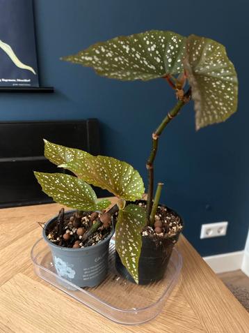 Begonia Corallina stekjes (2 stuks) beschikbaar voor biedingen