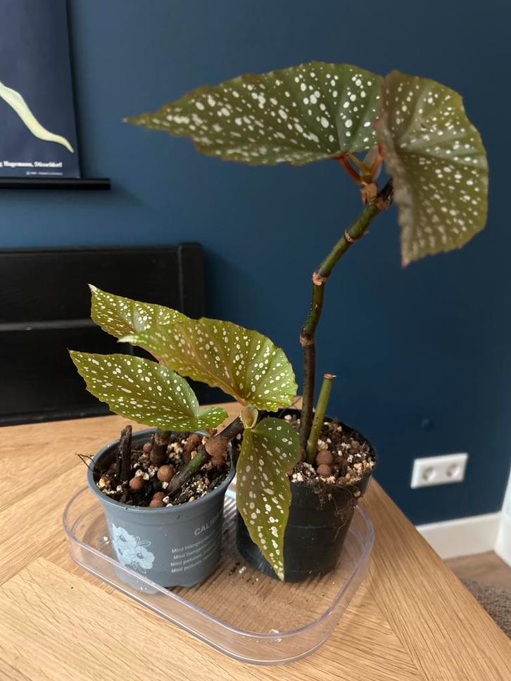 Begonia Corallina stekjes (2 stuks), Tuin en Terras, Planten | Tuinplanten, Vaste plant, Overige soorten, Halfschaduw, Zomer, Ophalen