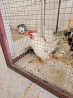Serama haantje, Dieren en Toebehoren, Mannelijk, Tam