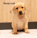 Raszuivere labrador pups, 8 tot 15 weken, Labrador retriever, Meerdere, Meerdere dieren