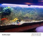 aquarium met alle toebehoren en vis, Ophalen, Zo goed als nieuw, Gevuld zoetwateraquarium