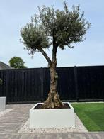 Grote plantenbak voor buiten 100x100x40 Wit, Tuin, 100 cm of meer, Nieuw, Ophalen of Verzenden