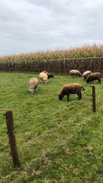 Dekram, Dieren en Toebehoren, Schapen, Geiten en Varkens, Mannelijk, Schaap