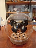 Prachtige vlinder in stolp hoogte 12 cm, Huis en Inrichting, G, T, Ophalen of Verzenden, Zo goed als nieuw