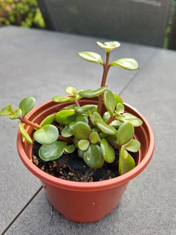 Portulacaria afra - Olifantenplant, 10 cm beschikbaar voor biedingen