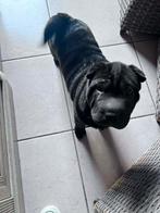 Sharpei, Parvo, België, Particulier, 8 tot 15 weken