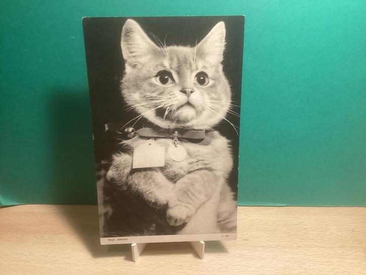 Kat als Prijswinnaar.   042, Verzamelen, Ansichtkaarten | Nederland, Gelopen, 1940 tot 1960, Ophalen of Verzenden