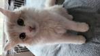 Siberische x Britse kortharige kater 3 mndn ❤️, Kater, Ontwormd