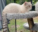 Prachtige Brits Korthaar kater, Dieren en Toebehoren, Katten en Kittens | Raskatten | Korthaar, Kater, Gechipt, 3 tot 5 jaar