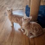 BRITSE KORTHAAR, Meerdere dieren, Ontwormd, 0 tot 2 jaar