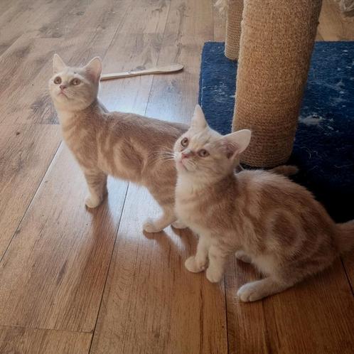 BRITSE KORTHAAR  3 Katers, Dieren en Toebehoren, Katten en Kittens | Raskatten | Korthaar, Meerdere dieren, 0 tot 2 jaar, Ontwormd