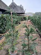 Cupressocyparis leylandii C3 aanbieding, Tuin en Terras, Planten | Struiken en Hagen, Ophalen, Conifeer, Haag, Minder dan 100 cm