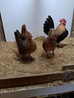 TR  KOOP  Hollandse Krielen, Meerdere dieren, Kip