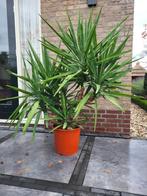 yucca, Tuin en Terras, Planten | Tuinplanten, Vaste plant, Bloeit niet, Halfschaduw, Ophalen