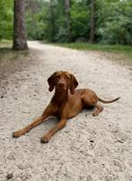 Nest aankondiging Vizsla!, Dieren en Toebehoren, Rabiës (hondsdolheid), Overige rassen, 8 tot 15 weken, Meerdere