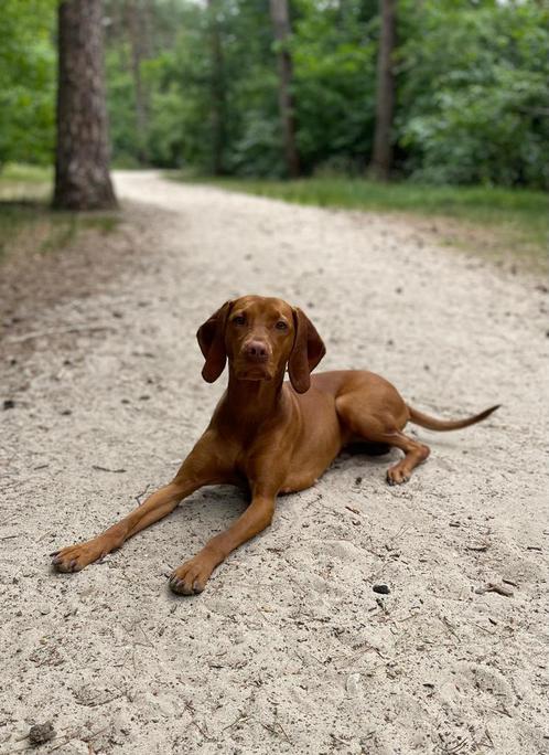 Nest aankondiging Vizsla!, Dieren en Toebehoren, Honden | Setters en Staande honden, Meerdere dieren, Overige rassen, Particulier