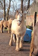 Grote maat valk pintaloosa tinker jaarling hengst., Dieren en Toebehoren, Paarden, Gechipt, Ruin, Zadelmak, 3 tot 6 jaar
