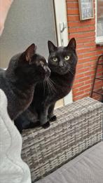 2 jonge, aanhankelijke poezen – alleen samen weg, Meerdere dieren, Kortharig, 3 tot 5 jaar