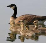 Gezocht canada ganzen en brandganzen, Dieren en Toebehoren, Pluimvee, Meerdere dieren, Gans of Zwaan