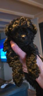 Pomapoo pup te koop.(kruising pomeranian/toy poedel), Dieren en Toebehoren, Overige rassen, 8 tot 15 weken, Teef, Eén hond