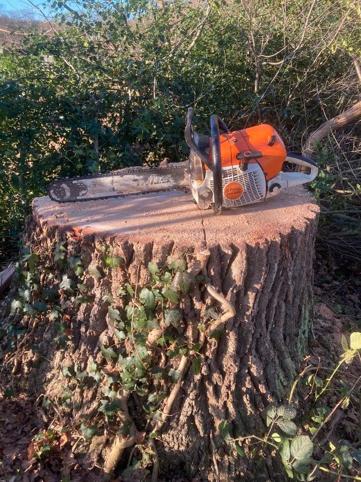 Bomen zagen (vellen ), Tuin en Terras, Haardhout, Stammen, 6 m³ of meer, Ophalen