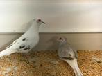 Te koop diamantduiven, Dieren en Toebehoren, Vogels | Overige Vogels, Meerdere dieren